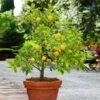 Kishu Mandarin Tree -Brighterblooms Shop Kishu Mandarin Tree BB 600x600 7574b30f 13c1 463c bea3 81a4c8603fa3