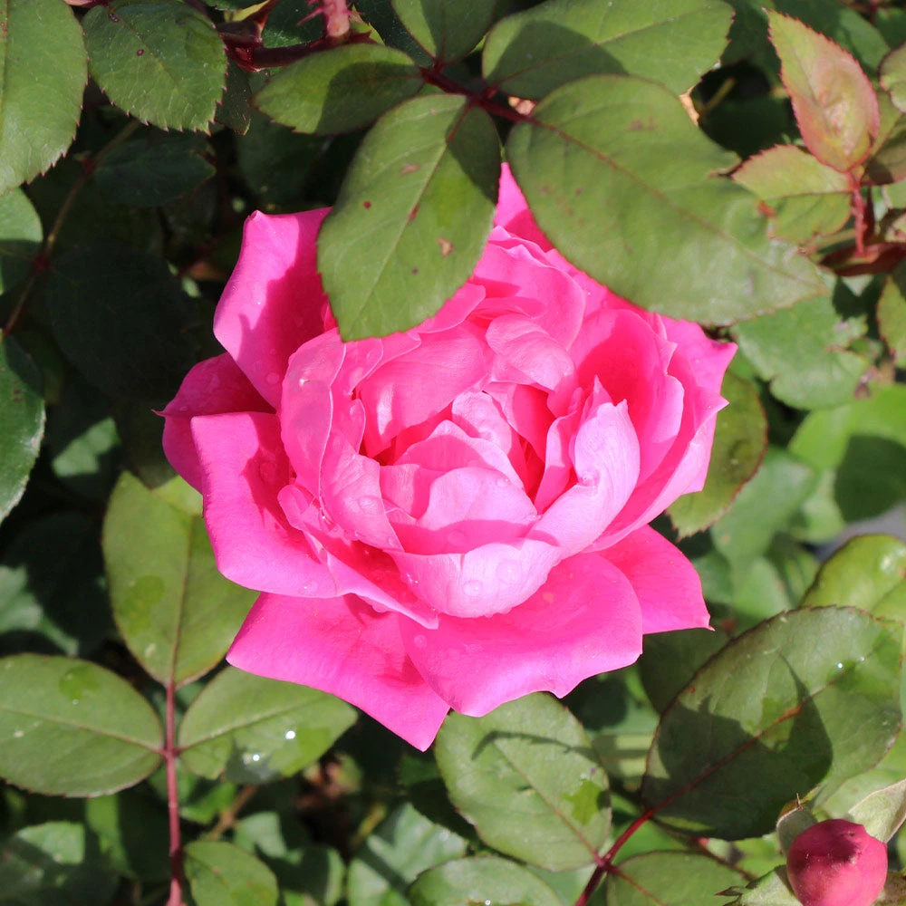 Pink Knock Out® Rose Tree 5 Pink Knock Out® Rose Tree - Image 3