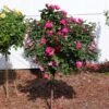 Pink Knock Out® Rose Tree -Brighterblooms Shop Knockout Rose Tree Pink BB 600x600 4ddd45a2 1bb4 456e a857 b5016d6ef2ee