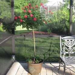 Knock Out® Rose Tree -Brighterblooms Shop Knockout Rose Tree Red 1 BB