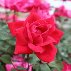 Knock Out® Rose Tree -Brighterblooms Shop Knockout Rose Tree Red 3 BB