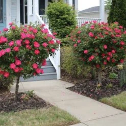 Knock Out® Rose Tree