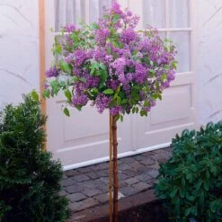 Korean Lilac Tree 9 Korean Lilac Tree -Brighterblooms Shop KoreanLilac Tree 1