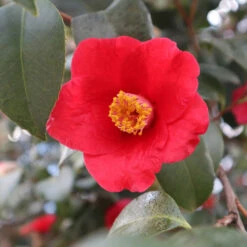 Korean Fire Camellia Shrub -Brighterblooms Shop Korean Fire Camellia 3