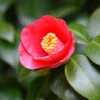 Korean Fire Camellia Shrub -Brighterblooms Shop Korean Fire Camellia BB 600x600 5f096725 6403 40d5 ab26 d900729a4bfc