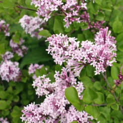Dwarf Korean Lilac Shrub -Brighterblooms Shop Korean Lilac 2 BB