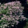 Dwarf Korean Lilac Shrub -Brighterblooms Shop Korean Lilac BB 600x600 190742a2 fc15 4b9e aa50 a32eeafb3e04