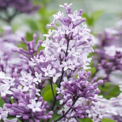 Korean Lilac Tree 8 Korean Lilac Tree -Brighterblooms Shop Korean Lilac Tree 2 BB