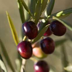 Koroneiki Greek Olive Tree -Brighterblooms Shop Koroneiki Olive 2 FGT