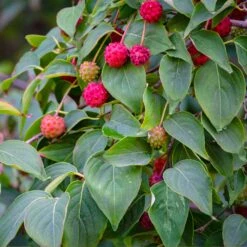 White Kousa Dogwood Tree -Brighterblooms Shop Kousa Dogwood 1 BB