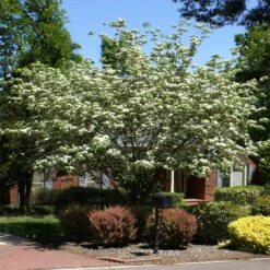 White Kousa Dogwood Tree -Brighterblooms Shop Kousa Dogwood 2