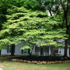 White Kousa Dogwood Tree -Brighterblooms Shop Kousa Dogwood 4