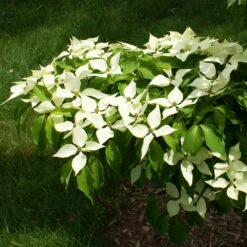 White Kousa Dogwood Tree -Brighterblooms Shop Kousa Dogwood 9