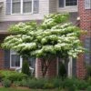 White Kousa Dogwood Tree -Brighterblooms Shop Kousa Dogwood BB 600x600 382c1f5e a961 438c 8eb2 e2f6bba1b695