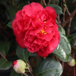 Kramers Supreme Camellia Shrub -Brighterblooms Shop Kramers Camellia 7 BB