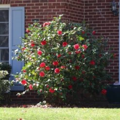 Kramers Supreme Camellia Shrub -Brighterblooms Shop Kramers Camellia BB 4