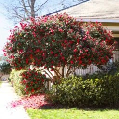 Kramers Supreme Camellia Shrub
