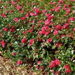 Kramers Supreme Camellia Shrub -Brighterblooms Shop Kramers Camellia FGT 1