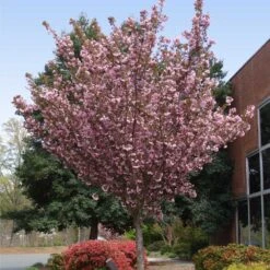 Kwanzan Cherry Tree -Brighterblooms Shop Kwanzan Cherry Tree 3 BB
