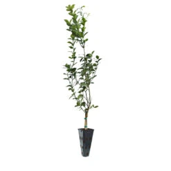 Meyer Lemon Tree -Brighterblooms Shop LEM MEY 45 C