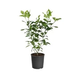 Meyer Lemon Tree -Brighterblooms Shop LEM MEY1 BUSH