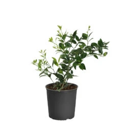 Key Lime Tree -Brighterblooms Shop LIM KEY1 BUSH