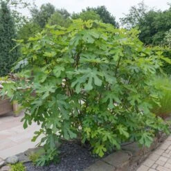 LSU Purple Fig Tree -Brighterblooms Shop LSU Fig 4 BB