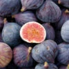 LSU Purple Fig Tree -Brighterblooms Shop LSU Fig BB 600x600 51f2ce34 d2aa 4f5d adc8 ab8d0d31ab49