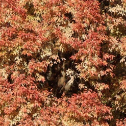 Lacebark Chinese Elm Tree -Brighterblooms Shop Lacebark Chinese Elm 3 BB