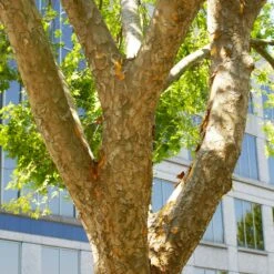 Lacebark Chinese Elm Tree -Brighterblooms Shop Lacebark Chinese Elm 6 BB