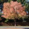 Lacebark Chinese Elm Tree 1 Lacebark Chinese Elm Tree -Brighterblooms Shop Lacebark Chinese Elm BB 600x600 13c51f51 d3e4 4e45 a968 d7174a462074