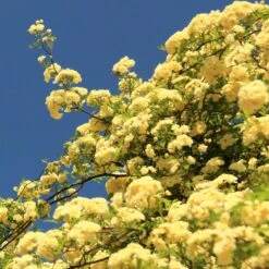 Lady Banks Climbing Rose -Brighterblooms Shop Lady Banks Rose 2 BB