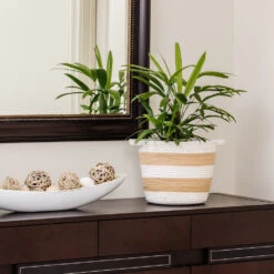 Lady Palm Tree -Brighterblooms Shop Lady Palm 2 BB