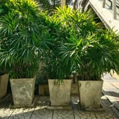 Lady Palm Tree -Brighterblooms Shop Lady Palm 5 BB