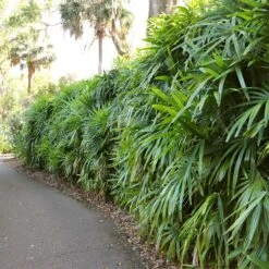 Lady Palm Tree -Brighterblooms Shop Lady Palm 7