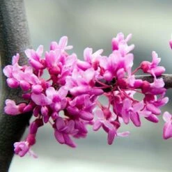 Lavender Twist® Weeping Redbud Tree -Brighterblooms Shop Lavender Twist Weeping Redbud 400 MAINIMAGE