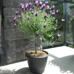 Lavender Standard Topiary Tree -Brighterblooms Shop Lavender standard 2 gallon 800 MAINIMAGE