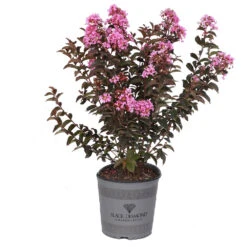 Black Diamond® Lavender Lace™ Crape Myrtle Tree -Brighterblooms Shop Lavender Lace Crape Myrtle 2