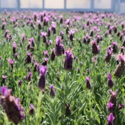 Lavender Standard Topiary Tree -Brighterblooms Shop Lavender Trees 1