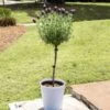 Lavender Standard Topiary Tree -Brighterblooms Shop Lavender Trees 600x600 2