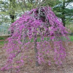Lavender Twist® Weeping Redbud Tree -Brighterblooms Shop Lavender Twist Redbud BB 2