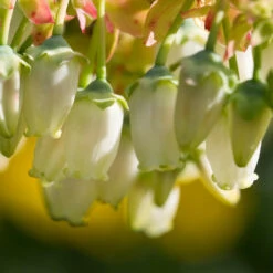 Legacy Blueberry Bush -Brighterblooms Shop Legacy Blueberry 4