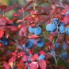 Legacy Blueberry Bush -Brighterblooms Shop Legacy Blueberry BB 600x600 bff25c24 78da 40cf aba7 2d999fe8796b