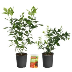 Meyer Lemon Tree -Brighterblooms Shop Lemon and LimeBushes 2 12d561e2 6ff2 467e ae81 b0f2070fc9c7