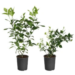 Meyer Lemon Tree -Brighterblooms Shop Lemon and LimeBushes b41a8f36 0780 4e7f b967 c966f606b4c9