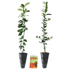 Meyer Lemon + Key Lime Tree Pack -Brighterblooms Shop Lemon and LimeTrees2