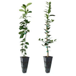 Meyer Lemon Tree -Brighterblooms Shop Lemon and LimeTrees 2b01b71e 3c79 4d5a 83d9 e342e93aefb8
