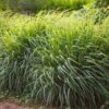 Lemon Grass -Brighterblooms Shop Lemon Grass BB 600x600 3855177b bcf3 41c3 93e2 a813de7ec778