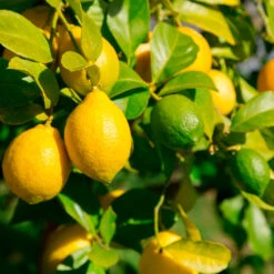 Lemon-Lime Citrus Bush -Brighterblooms Shop Lemon Lime Tree 2 30adbf10 efca 42d2 82f9 f766f25e222b
