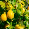 Lemon-Lime Citrus Tree -Brighterblooms Shop Lemon Lime Tree 600x600 7ad977dc 49eb 4bbf ae53 8f217a1d551d
